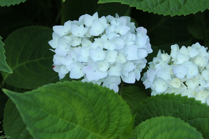 slideshow